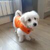 Winterkleidung für für kleine Hunde. Chihuahua, Pommersche etc. Leicht anziehbar / abnehmbar – Bild 5
