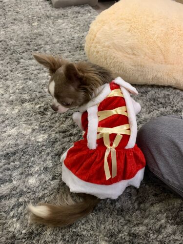 Hunde Kostüm – Niklaus Weihnachten