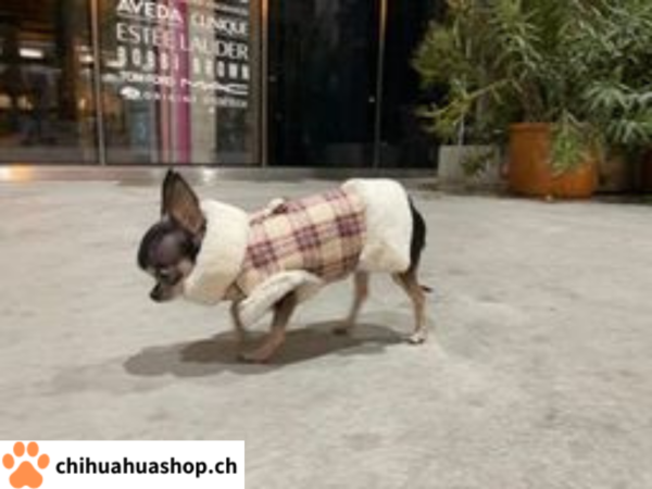 Warme Hunde Jacke - sehr schöne Qualität mit Leinen Anhänger