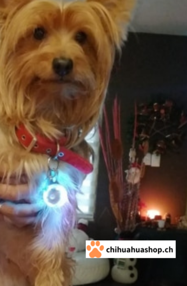 Hunde Halsband Anhänger LED Hundehalsband Nachtlicht Sicherheit leuchtender Anhänger Halsband