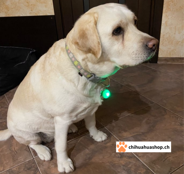 Hunde Halsband Anhänger LED Hundehalsband Nachtlicht Sicherheit leuchtender Anhänger Halsband