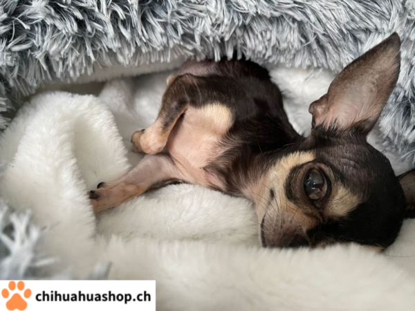 Hunde / Katzen Schlafsack, sehr schöne, weiche und gute Qualität, Bettchen Warmer geschlossener Schlafsack Im Herbst Winter Frühling Luxus High-End bequemes Schlafplätzchen 