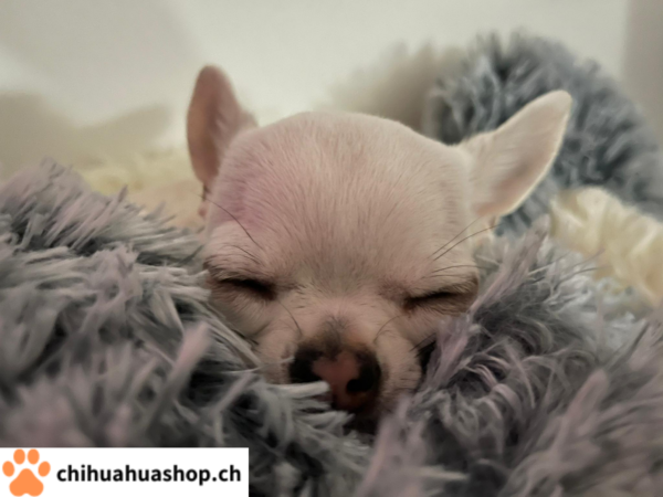 Hunde / Katzen Schlafsack, sehr schöne, weiche und gute Qualität, Bettchen Warmer geschlossener Schlafsack Im Herbst Winter Frühling Luxus High-End bequemes Schlafplätzchen 