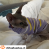 Weiche, warme gestrickte Hundepullover Blau / Rot / Vilolett / Herz Muster