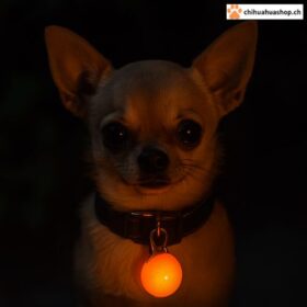 Hunde Halsband Anhänger