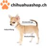 Hund messen chihuahuashop.ch