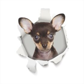 3D-Ansicht Hund Chihuahua Hund Puppi Braun Auto Aufkleber Wandaufkleber Badezimmer Dekorationen PVC Home Küche Zimmer Dekor Wand Kühlschrank Aufkleber