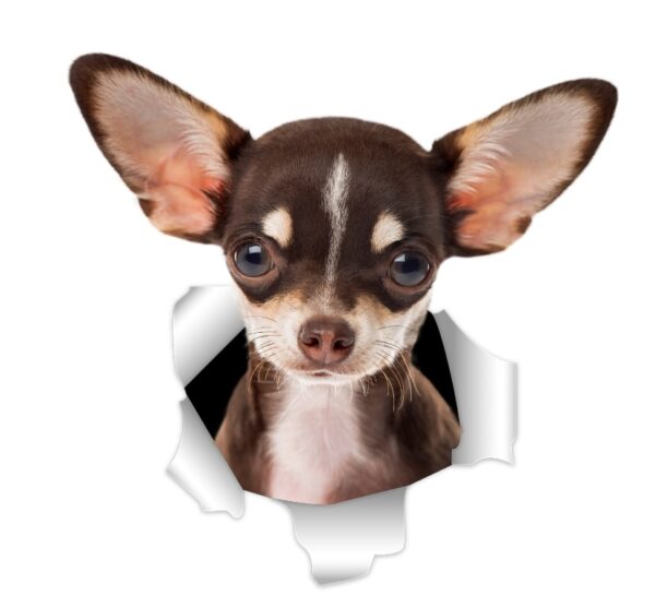 3D-Ansicht Hund Chihuahua Hund Dunkelbraun / Weiss Auto Aufkleber Wandaufkleber Badezimmer Dekorationen PVC Home Küche Zimmer Dekor Wand Kühlschrank Aufkleber