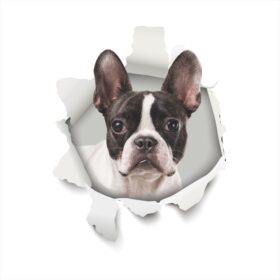 3D-Ansicht Hund Frenchy Französische Bulldogge Weiss / Schwarz Auto Aufkleber Wandaufkleber Badezimmer Dekorationen PVC Home Küche Zimmer Dekor Wand Kühlschrank Aufkleber