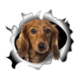 3D-Ansicht Hund Dackel Dachshund Braun Auto Aufkleber Wandaufkleber Badezimmer Dekorationen PVC Home Küche Zimmer Dekor Wand Kühlschrank Aufkleber