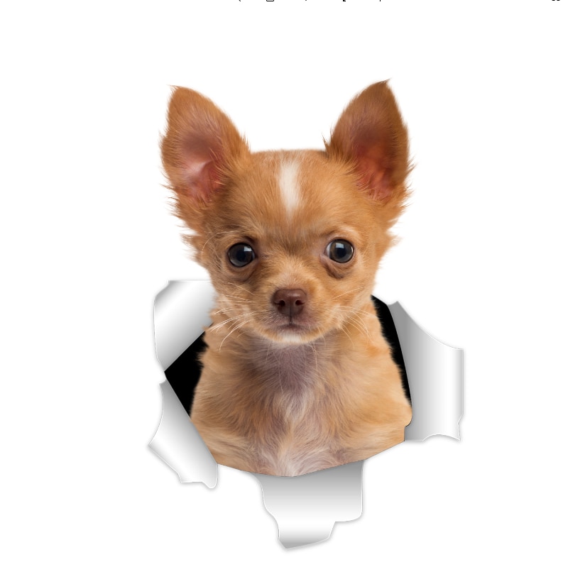 3D-Ansicht Hund Chihuahua Hund Puppi Rot / Weiss 1 Auto Aufkleber