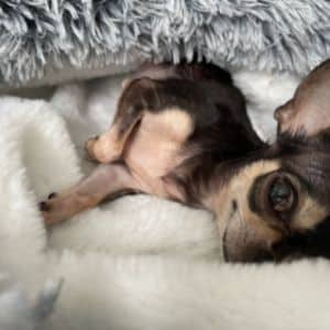 Chihuahuashop.ch Betten und Decken