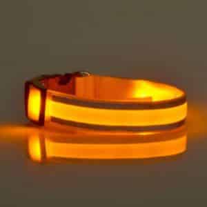 Chihuahuashop.ch Leuchtband